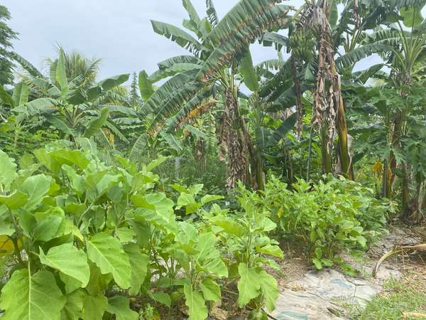 Food Forest